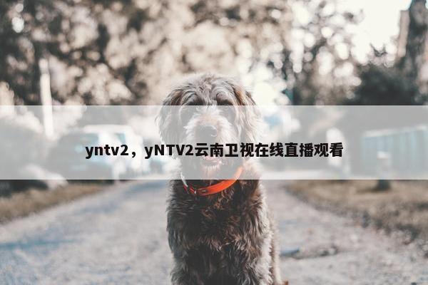 yntv2，yNTV2云南卫视在线直播观看